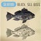 Sketch of black sea bass or bigmouth for signboard