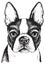 Sketch of a Boston Terrier Face