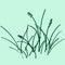 Sketch a bunch of grass. vector illustration. Drawing by hand.