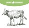 Sketch of calf drawn by hand. livestock. cattle. animal grazing
