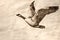 Sketch of a Canada Goose Flying with Wings Outstretched