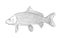 Sketch of carp fish