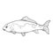 Sketch Carp Fish Vector Illustration