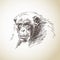 Sketch of chimpanzee