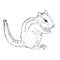 Sketch Chipmunk Vector Illustration on White Background