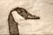 Sketch of a Close Up Profile of Canada Goose