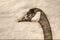Sketch of a Close Up Profile of Canada Goose