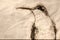 Sketch of a Close up of a Ruby Throated Hummingbird Against a Dark Background