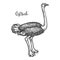 Sketch of common, Somali, Asian ostrich vector
