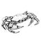 Sketch crab