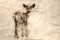 Sketch of a Curious Buck Deer Making Direct Eye Contact
