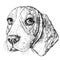 Sketch of cute Beagle Dog. Vector Illustration