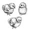 Sketch Cute chick. Hand drawn graphic illustration of little bird, chicken.