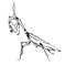 Sketch design of illustration Praying mantis