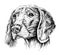 Sketch of Dog Weimar pointer. Vector Illustration