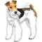 Sketch dog Wire Fox Terrier breed standing