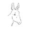 Sketch Donkey. Single Vector Hand Drawn Illustration. donkey, vector sketch illustration