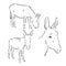 Sketch Donkey. Single Vector Hand Drawn Illustration. donkey, vector sketch illustration