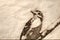 Sketch of a Downy Woodpecker Perched in a Tree