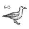 Sketch of european herring gull, hand drawn gull