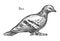 Sketch of feral pigeon or domestic dove