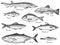 Sketch fish. Hand drawn different fishes trout, carp, tuna, herring and flounder, anchovy, dorado, fresh sea