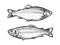 Sketch of fish. Hand drawn vector illustration of trout, salmon isolated on white background