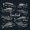 Sketch fishes seafood. Herring, trout, flounder, carp, tuna, sprat hand drawn outline fish vector collection in vintage