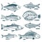 Sketch fishes. Trout and carp, tuna and herring, flounder and anchovy. Hand drawn commercial fish vector set