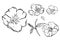 Sketch Floral Botany Collection. flower drawings. Black and white with line art on white backgrounds. Hand Drawn Botanical