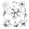 Sketch Floral Botany Collection. Magnolia flower drawings. Black and white with line art on white backgrounds. Hand
