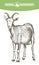 Sketch of goat drawn by hand. livestock. animal grazing