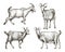 Sketch of goat drawn by hand. livestock. animal grazing