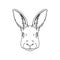 Sketch of hares head, portrait of forest animal black and white hand drawn vector Illustration