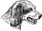 Sketch of a head of an old spaniel