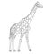 Sketch of a high African giraffe on a white background