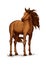 Sketch of horse standing, wild mustang or stallion
