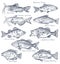 Sketch icons of seafood or water fish. Fishing