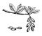 Sketch illustration of barberry. Hand drawn style barberry set. Barberry with seeds and leafs. Sketch style vector