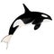Sketch illustration killer whale