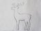 Sketch illustration reindeer on paper