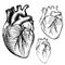 Sketch Ink Human heart. Engraved Anatomical heart illustration