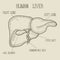 Sketch Ink Human liver, hand drawn, doodle style, Engraved Anatomical illustration. Vector