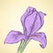 Sketch iris, vintage background