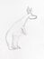 Sketch of large kangaroo hand drawn by pencil
