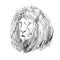 Sketch lion head
