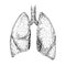 Sketch Lungs. Human anatomy.