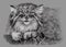 Sketch of Manul isolated on grey background. Pencil hand drawing