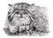 Sketch of Manul isolated on white background. Pencil hand drawing