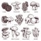 Sketch mushrooms. Hand drawn various mushroom. Morel, truffle and champignon, chanterelle and oyster, black and king